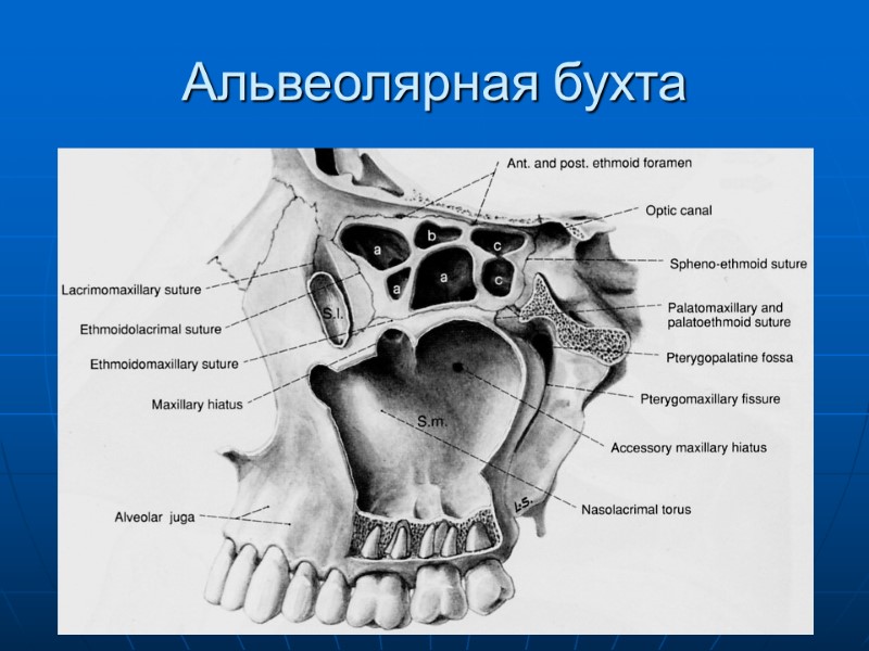 Альвеолярная бухта